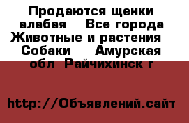 Продаются щенки алабая  - Все города Животные и растения » Собаки   . Амурская обл.,Райчихинск г.